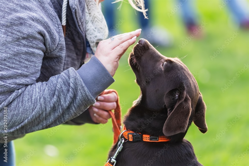 Dog Training- A Better Way