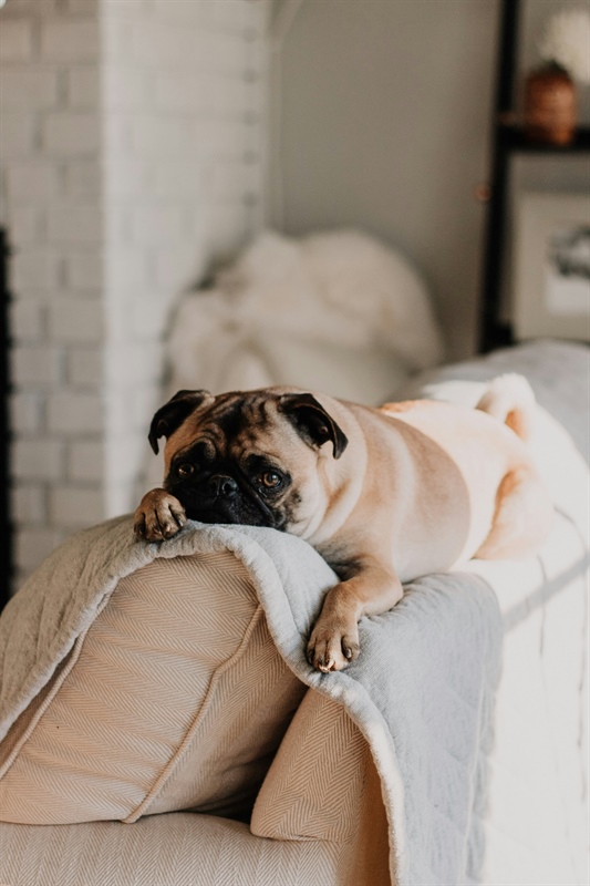 Ensuring Your Dog is Safe for Family and Guests