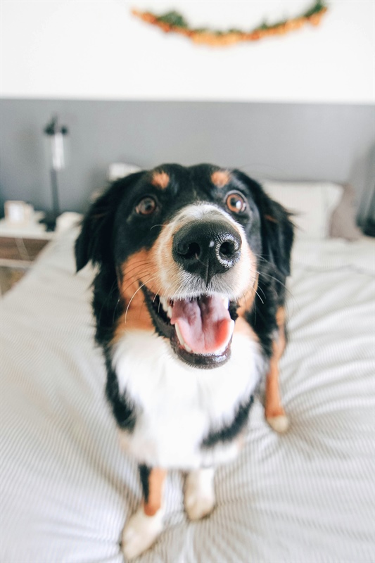 Creating a Safe Family Environment for Your Dog