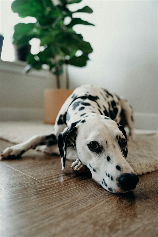 Enrichment and Well-Being in a Dog-Friendly Home