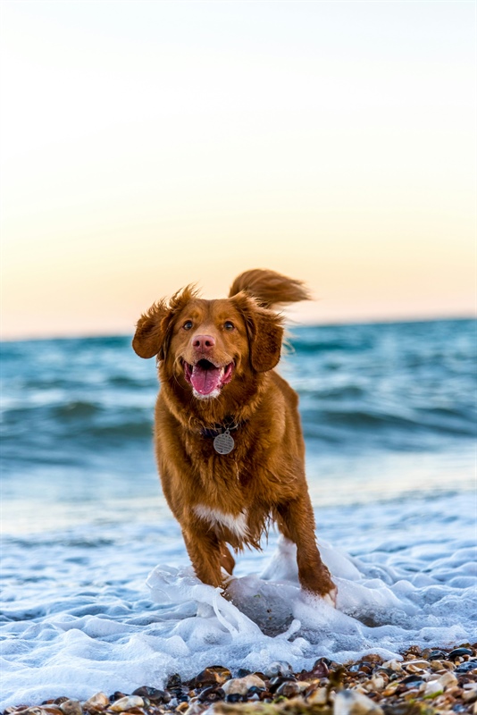 Taking Your Dog’s Training to the Next Level: Adapting Any Class to Your Dog’s Skill Set