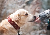 Inmates train shelter dogs to be model canine citizens