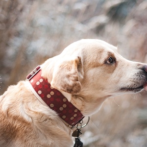 Inmates train shelter dogs to be model canine citizens