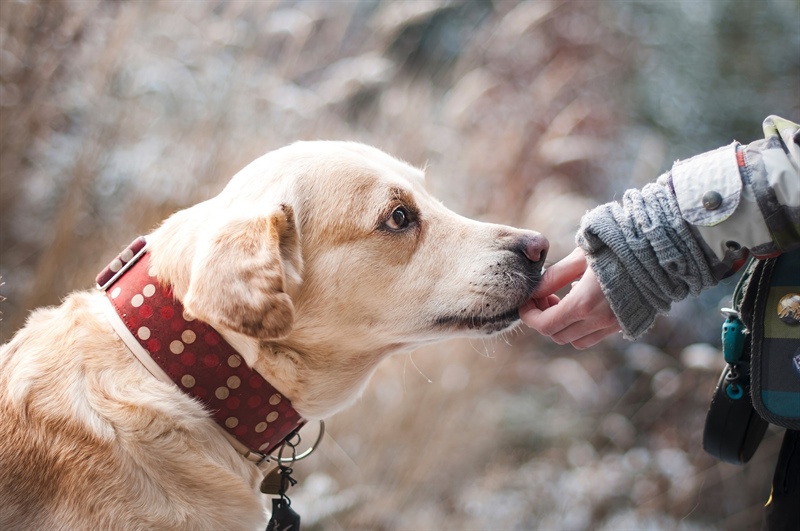 Inmates train shelter dogs to be model canine citizens