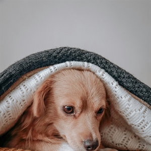 Turn Training Into an Indoor Workout (No Equipment Required)