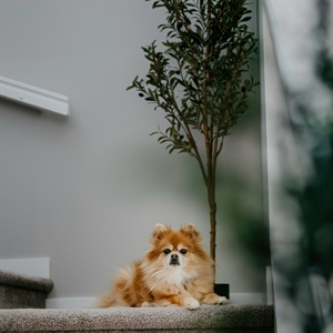 Lazy-Day Indoor Games That Actually Tire Dogs Out