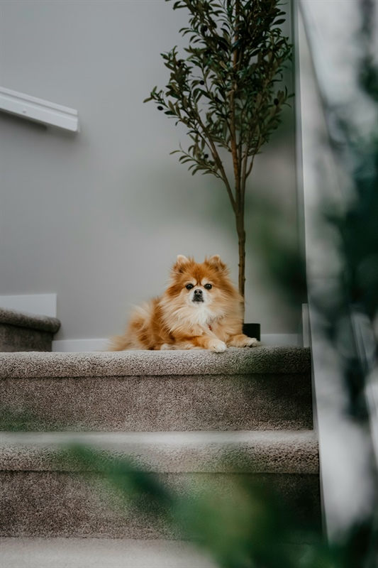 Lazy-Day Indoor Games That Actually Tire Dogs Out