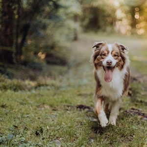 A Simple Winter-to-Spring Exercise & Enrichment Plan (That Actually Works)