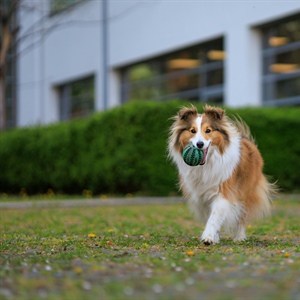 Why Dogs Suddenly “Forget” Their Training in the Spring