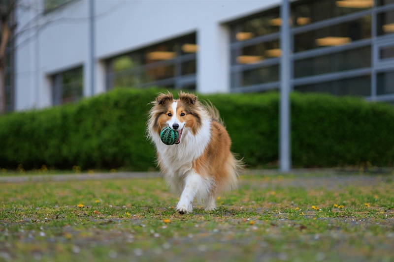 Why Dogs Suddenly “Forget” Their Training in the Spring