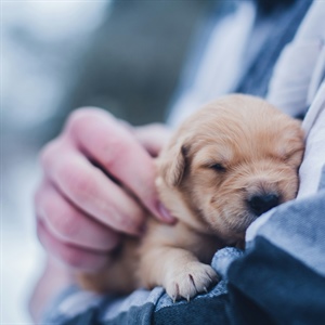 The First 30 Days With Your New Puppy