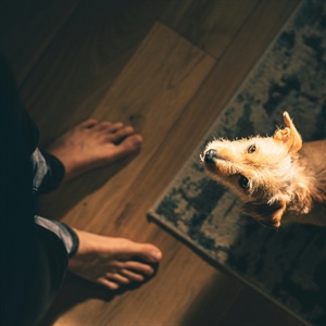 When Everything Feels Inconsistent: Why Your Dog’s Behavior Might Change Too