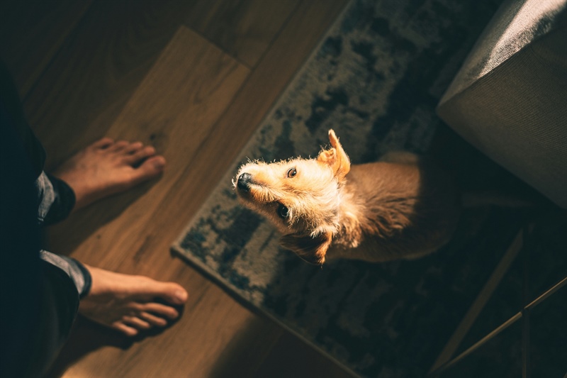 When Everything Feels Inconsistent: Why Your Dog’s Behavior Might Change Too