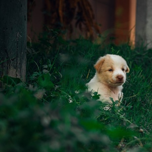 The Biggest Mistakes People Make in the First 30 Days With a New Puppy