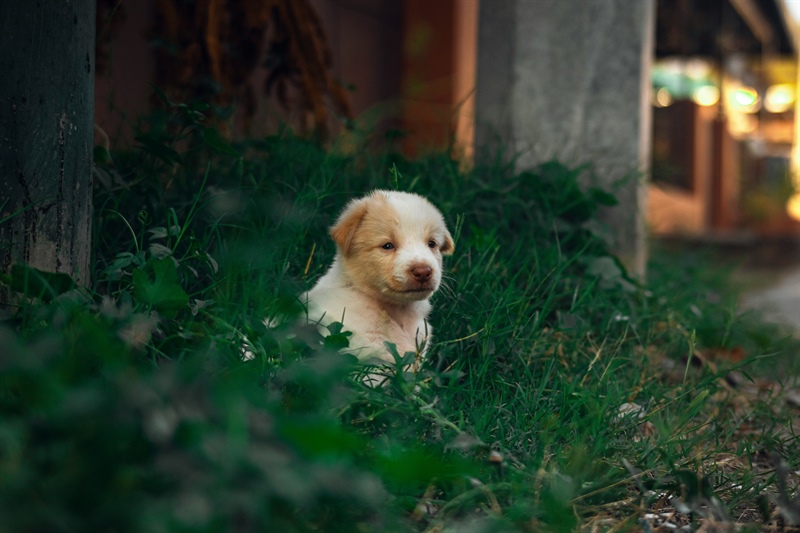 The Biggest Mistakes People Make in the First 30 Days With a New Puppy