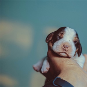 Your Puppy Isn’t Listening… But Are You Listening to Your Puppy?