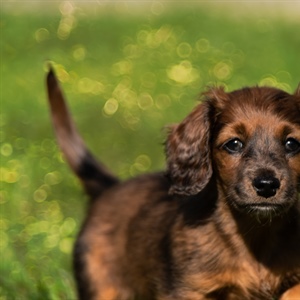 Getting a Puppy, 101