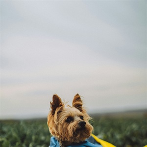 Why Your Puppy Seems More Distracted in the Spring