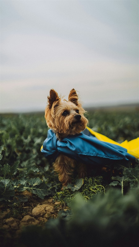 Why Your Puppy Seems More Distracted in the Spring