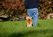 Why Your Dog Comes When Called at Home… But Not Outside