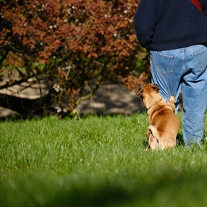 Why Your Dog Comes When Called at Home… But Not Outside