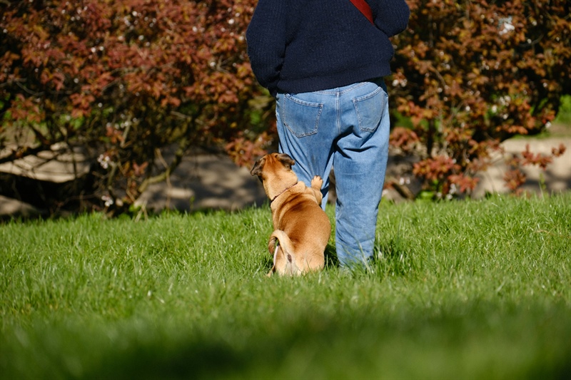 Why Your Dog Comes When Called at Home… But Not Outside
