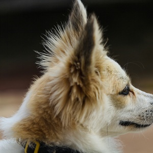 Why Does My Puppy or Dog Only Listen Sometimes?