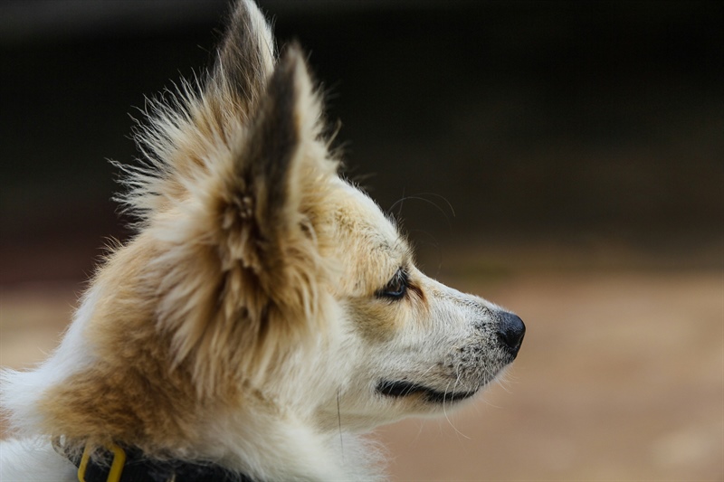 Why Does My Puppy or Dog Only Listen Sometimes?