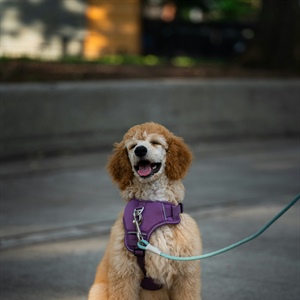 Freedom With Your Dog Does Not Always Mean Off-Leash