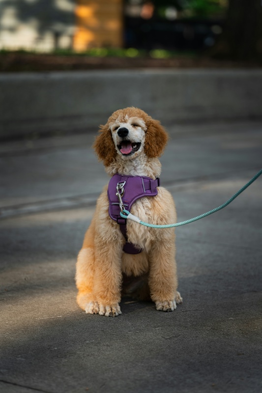 Freedom With Your Dog Does Not Always Mean Off-Leash