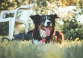If Your Dog Feels Out of Control, Start Here: Allow, Manage, Teach