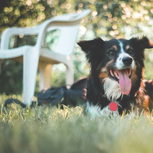 If Your Dog Feels Out of Control, Start Here: Allow, Manage, Teach