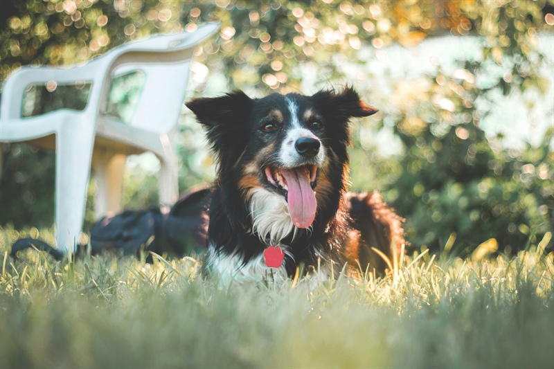 If Your Dog Feels Out of Control, Start Here: Allow, Manage, Teach