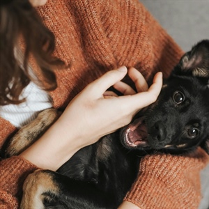 Sometimes You Don’t Need More Dog Training. You Need Support.