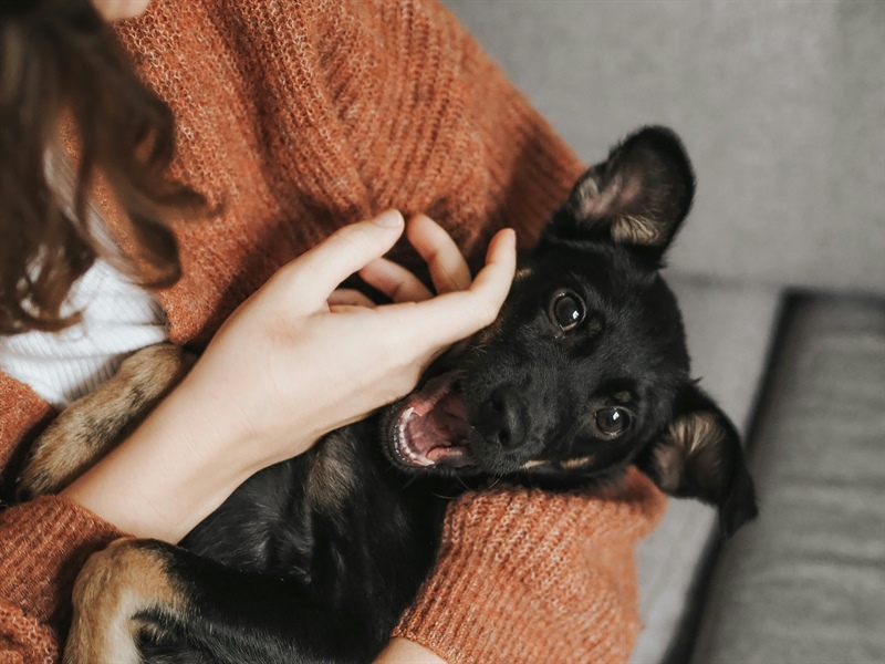 Sometimes You Don’t Need More Dog Training. You Need Support.