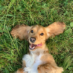 How to Train a Reactive Dog: A Complete Force-Free Guide