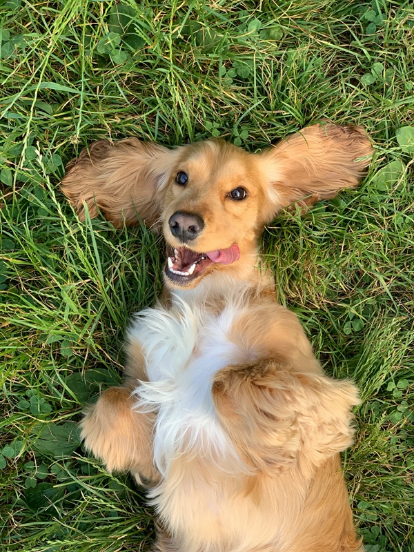 How to Train a Reactive Dog: A Complete Force-Free Guide