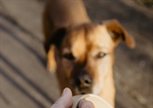 Why Reactive Dog Training Isn’t Working Yet: 7 Common Mistakes That Keep Dogs Stuck