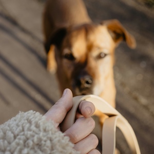 Why Reactive Dog Training Isn’t Working Yet: 7 Common Mistakes That Keep Dogs Stuck