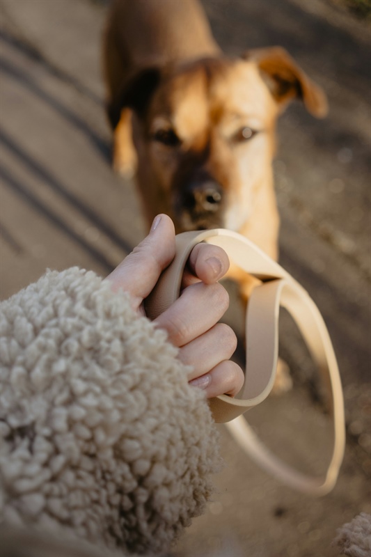 Why Reactive Dog Training Isn’t Working Yet: 7 Common Mistakes That Keep Dogs Stuck