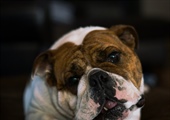 Canine Enrichment, AKA “Un-Boring” Your Dog