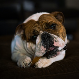 Canine Enrichment, AKA “Un-Boring” Your Dog