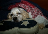 4th of July Fireworks and Dogs: How to Help a Noise-Sensitive Dog Feel Safer