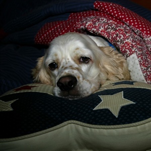 4th of July Fireworks and Dogs: How to Help a Noise-Sensitive Dog Feel Safer