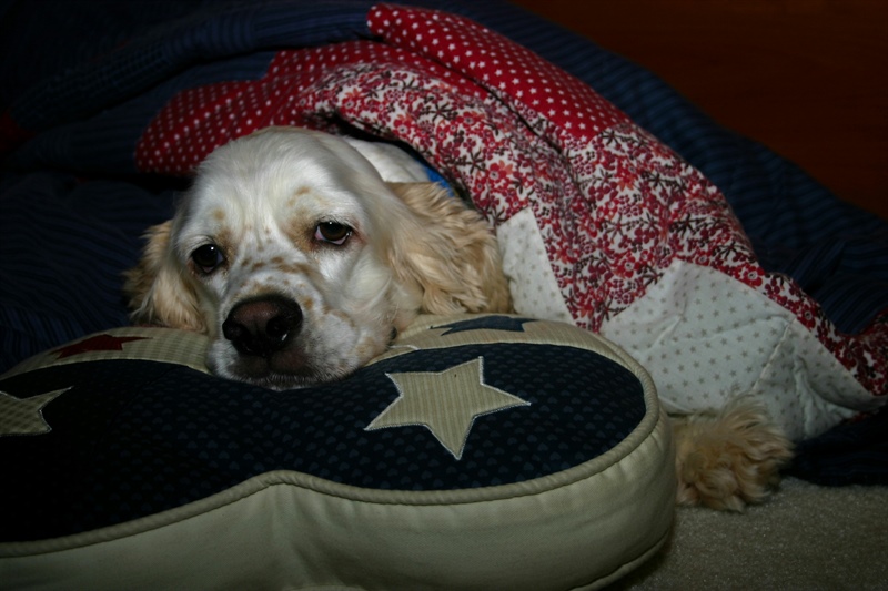 4th of July Fireworks and Dogs: How to Help a Noise-Sensitive Dog Feel Safer