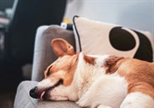 What Is Trigger Stacking in Dogs? Why Your Reactive Dog Suddenly Loses It