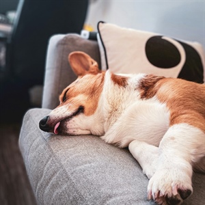 What Is Trigger Stacking in Dogs? Why Your Reactive Dog Suddenly Loses It