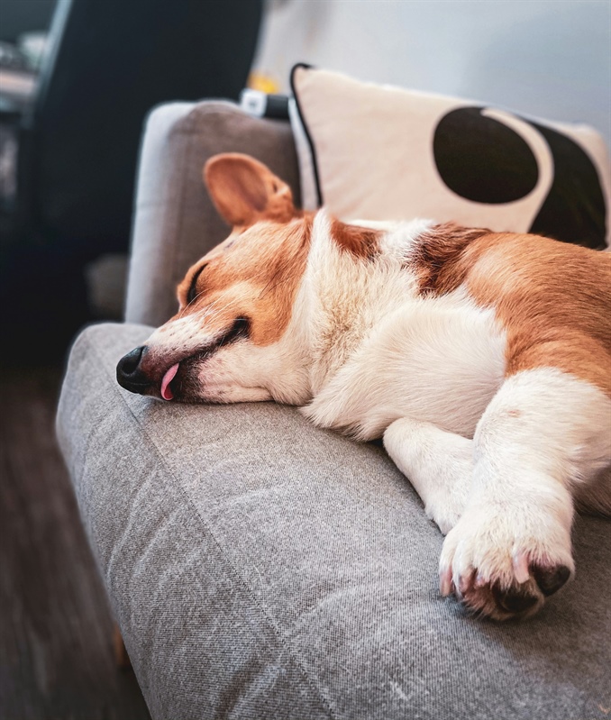 What Is Trigger Stacking in Dogs? Why Your Reactive Dog Suddenly Loses It