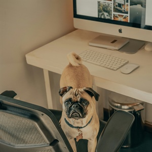 Can Online Dog Training Really Help My Dog?