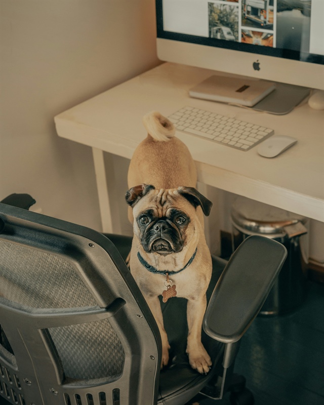 Can Online Dog Training Really Help My Dog?